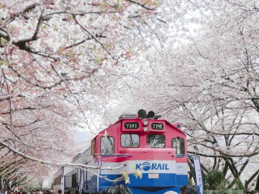 Lễ hội hoa anh đào Jinhae