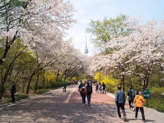 Ngắm hoa Anh Đào ở Namsan Tower