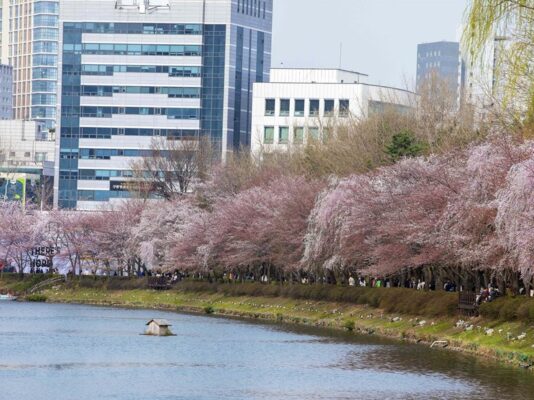 Hồ Seokchon Seoul mùa hoa anh đào