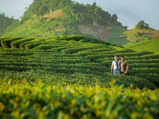 Đồi chè trái tim mộc châu