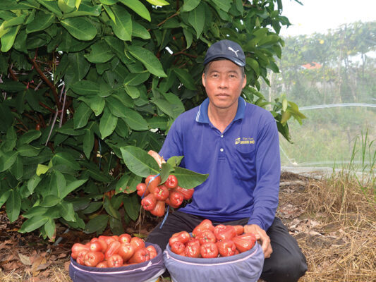 Vườn mận An Phước Cù Lao Tân Lộc Cần Thơ